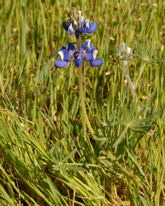 2008-03-30_42 Sky Lupine Cropped Thumbnail.jpg - 36292 Bytes 